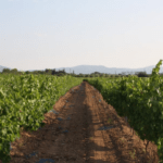 Una vista panorámica de los viñedos dorados de Cellers Blanch bajo el sol brillante de Tarragona.