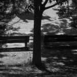 Author has photographed two benches separated by a tree. The photo is edited in black and white.